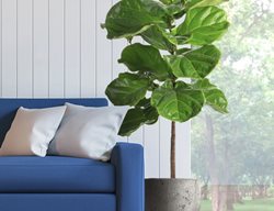 Fiddle Leaf Fig Tree
Garden Design
Calimesa, CA