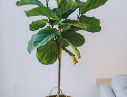Fiddle Leaf Fig Tree, Houseplant, Ficus Lyrata
Shutterstock.com
New York, NY