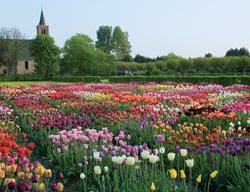 Field Of Tulips, Hortus Bulborum
Hortus Bulborum
Limmen, NL