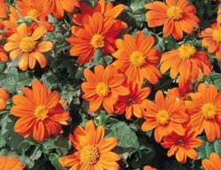 Fiesta Del Sol Tithonia, Orange Annual Flower
All-America Selections
Downers Grove, IL