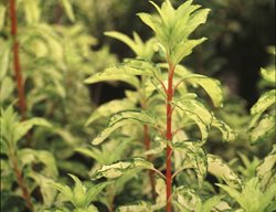 Fiesta Forsythia, Forsythia Intermedia, Green And Yellow Leaves
Spring Meadow Nursery
Grand Haven, MI