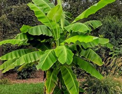 Fill In Garden Beds With Tropicals
Garden Design
Calimesa, CA