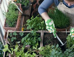 Fill Your Garden With Herbs
Garden Design
Calimesa, CA