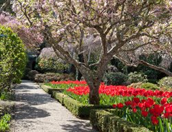 Filoli Garden, Tulips, Spring Bulbs
Garden Design
Calimesa, CA