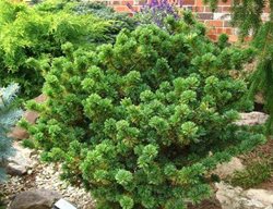 Finish Planting Trees & Shrubs
Garden Design
Calimesa, CA