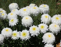 Fiona Coghill Shasta Daisy, Leucanthemum Superbum
Millette Photomedia
