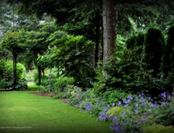 Fir, Natural Canopy
Garden Design
Calimesa, CA