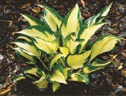 Fire And Ice 
Garden Design
Calimesa, CA