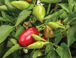 Fire Away Hot & Heavy Pepper, Pepper Plant 
Proven Winners
Sycamore, IL