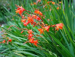 Fire King Crocosmia, Deep Orange Flower, Green Leaves
Shutterstock.com
New York, NY