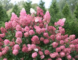 Fire Light
Garden Design
Calimesa, CA