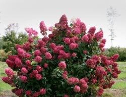 Fire Light Hydrangea, Hydrangea Paniculata, Panicle Hydrangea
Proven Winners
Sycamore, IL