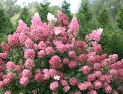 Fire Light Hydrangea, Hydrangea Paniculata
Proven Winners
Sycamore, IL