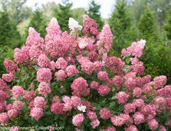 Fire Light Hydrangea Paniculata, Hydrangea, Proven Winners
Proven Winners
Sycamore, IL