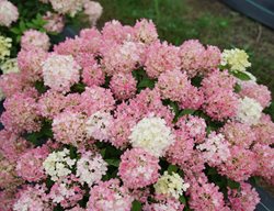 Fire Light Tidbit Hydrangea, Dwarf Panicle Hydrangea
Proven Winners
Sycamore, IL