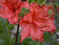 Fireball Azalea, Orange-Red Azalea Flower
Shutterstock.com
New York, NY