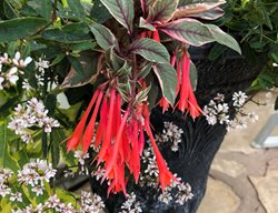 Firecracker Fuchsia, Hybird Fuchsia
Proven Winners
Sycamore, IL