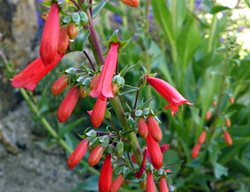 Firecracker Penstemon, Penstemon Eatonii, Red Flower
Millette Photomedia
