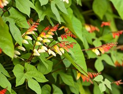 Firecracker Vine, Ipomoea Lobata
Garden Design
Calimesa, CA