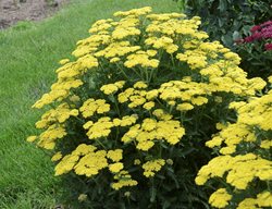 Fireflly Sunshine Yarrow, Achillea
Proven Winners
Sycamore, IL