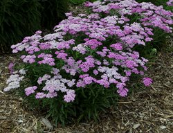 Firefly Amethyst Yarrow, Purple Yarrow
Proven Winners
Sycamore, IL