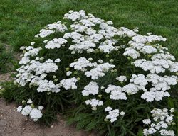 Firefly Diamond Yarrow, White Yarrow
Proven Winners
Sycamore, IL