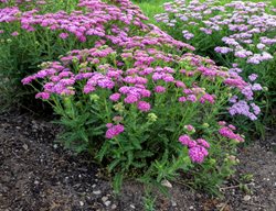 'firefly Fuchsia' Yarrow, Achillea Hybrid
Proven Winners
Sycamore, IL