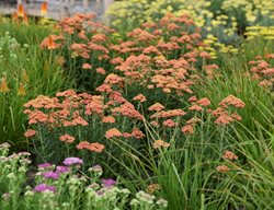 Firefly Peach Sky Yarrow, Achillea Hybrid
Proven Winners
Sycamore, IL