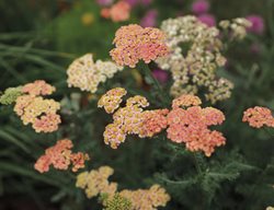 Firefly Peach Sky Yarrow, Peach Yarrow, Achillea Hybrid
Proven Winners
Sycamore, IL