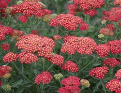 'firefly Red Pop' Yarrow, Achillea Hybrid
Proven Winners
Sycamore, IL