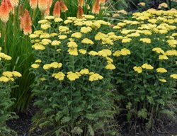 Firefly Sunshine Yarrow, Achillea Hybrid
Proven Winners
Sycamore, IL
