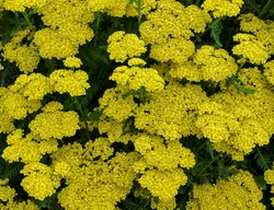 Firefly Sunshine Yarrow, Achillea Hybrid, Yellow Yarrow
Proven Winners
Sycamore, IL
