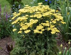 Firefly Sunshine Yarrow Plant, Yellow Yarrow
Proven Winners
Sycamore, IL