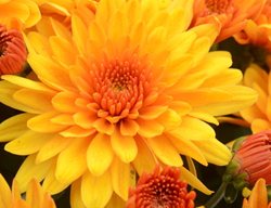 Fireglow Bronze Mum, Chrysanthemum Flower
Proven Winners
Sycamore, IL