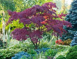  Fireglow, Japaense Maple
Garden Design
Calimesa, CA