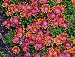 Firespinner Iceplant, Delosperma Hyrbrid
Proven Winners
Sycamore, IL