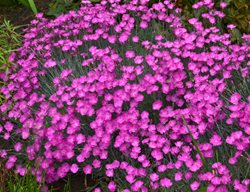 Firewitch Dianthus, Cheddar Pinks
Walters Gardens

