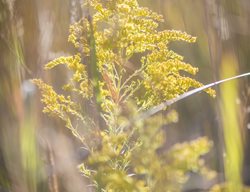 Fireworks Goldenrod, Solidago Rugosa
Jonathan Alderson Landscape Architects Inc.
Wayne, PA