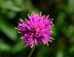 Fireworks Gomphrena, Gomphrena Globosa 'fireworks'
Shutterstock.com
New York, NY