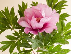 First Arrival, Peony, Pink Flower
Garden Design
Calimesa, CA