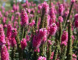 First Love Speedwell, Veronica Hybrid
Shutterstock.com
New York, NY