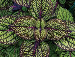 Fishnet Stockings Coleus, Solenostemon Scutellarioides, Green And Purple Leaves
Proven Winners
Sycamore, IL