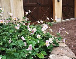 Flagstone Flower Bed
Donald Pell Landscape Design
Phoenixville, PA