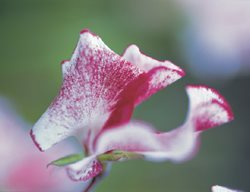 Flake, Stripe, Colored Edge
Garden Design
Calimesa, CA