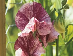 Flake Type, Mix Of Shades
Garden Design
Calimesa, CA