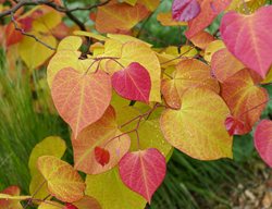 Flame Thrower Redbud Leaves, Cercis Canadensis, Eastern Redbud
Shutterstock.com
New York, NY