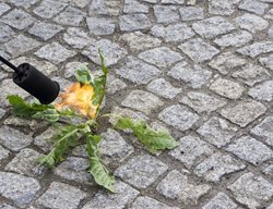Flame Torch Weeding, Flaming Weeds
Shutterstock.com
New York, NY