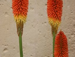 Flamenco Kniphofia, Orange And Yellow Kniphofia
Shutterstock.com
New York, NY