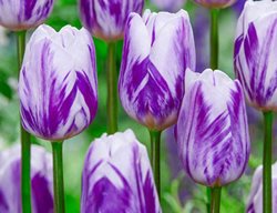 Flaming Flag Tulip, Triumph Tulip, Purple And White Tulip
Breck's 
