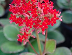 Flaming Katy, Kalanchoe Blossfeldiana, Houseplant
Shutterstock.com
New York, NY